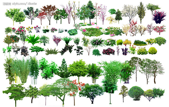 园林绿化设计景观树木(树)大图 点击还原